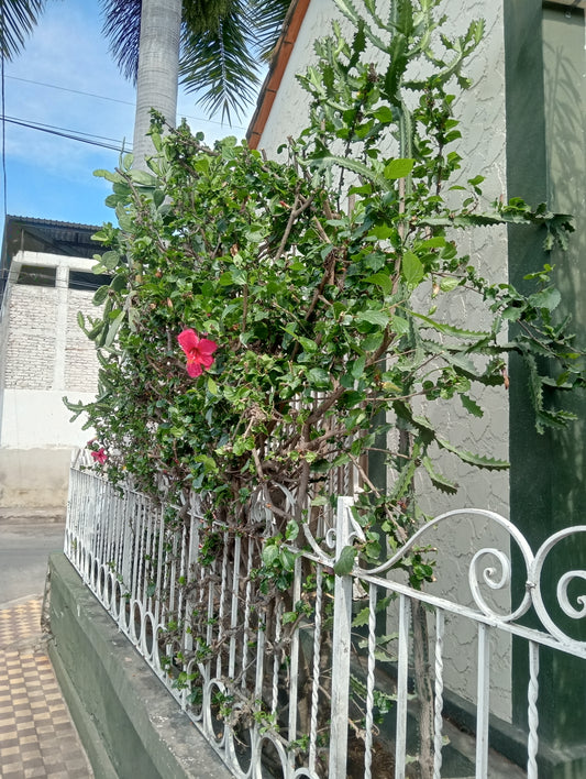 Fumigación de jardines y plantas