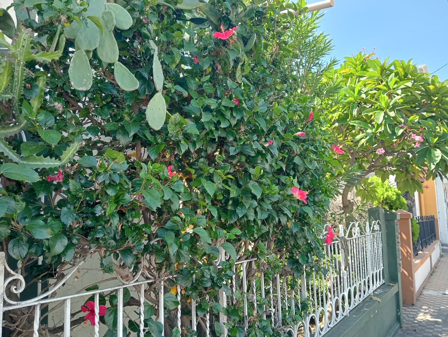 Fumigación de jardines y plantas