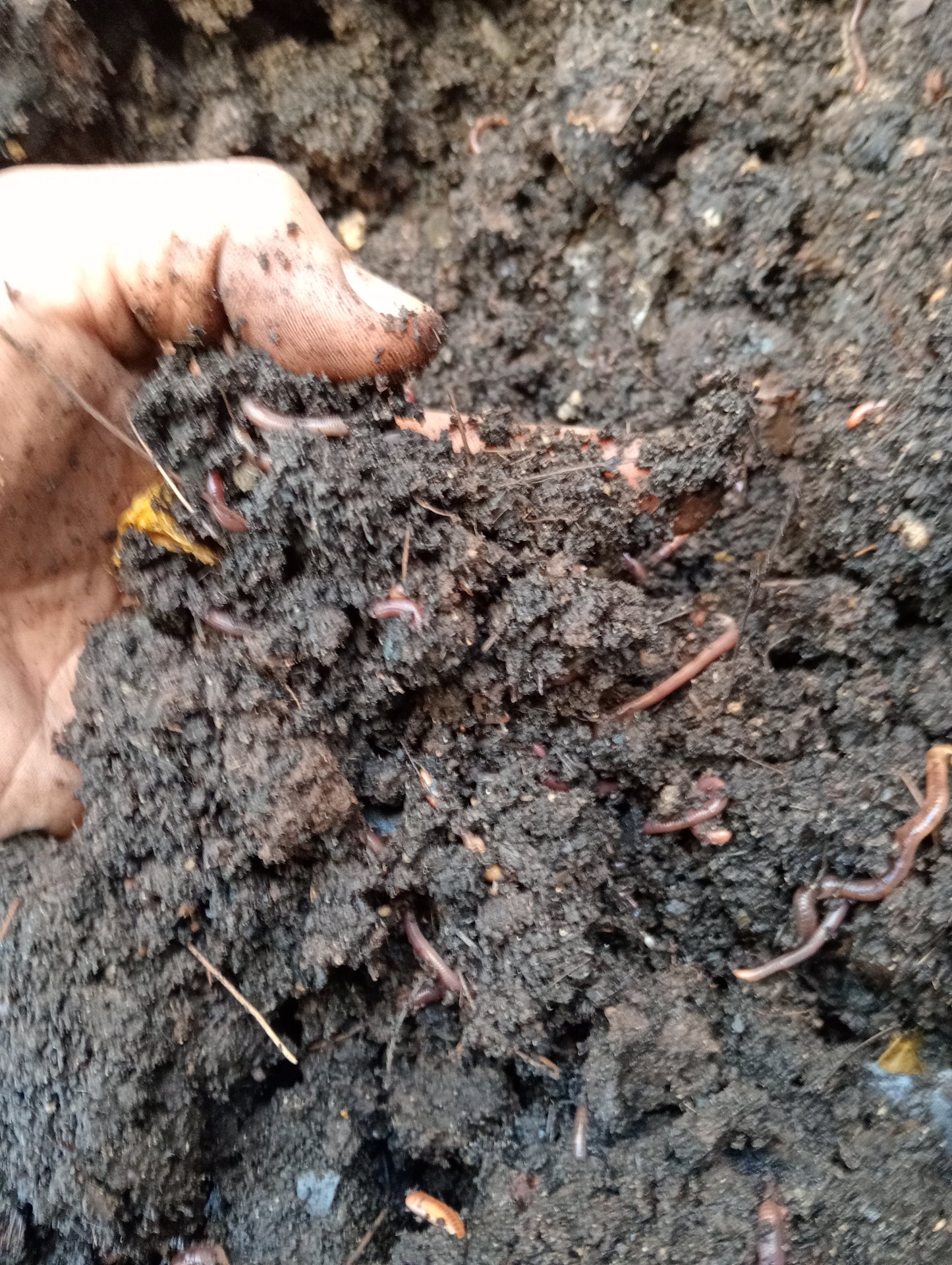 Humus de lombriz y Núcleo de lombriz 🪱