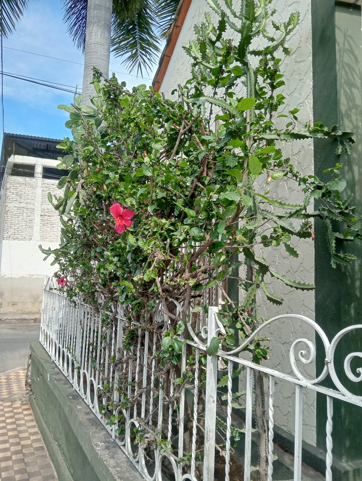 Fumigación de jardines y plantas