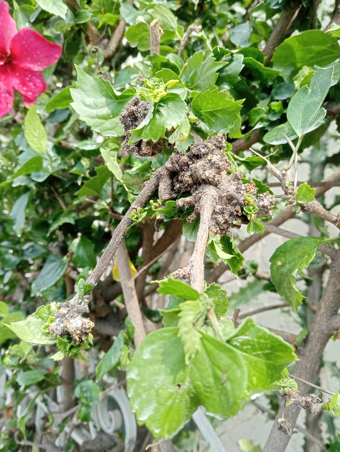 Fumigación de jardines y plantas
