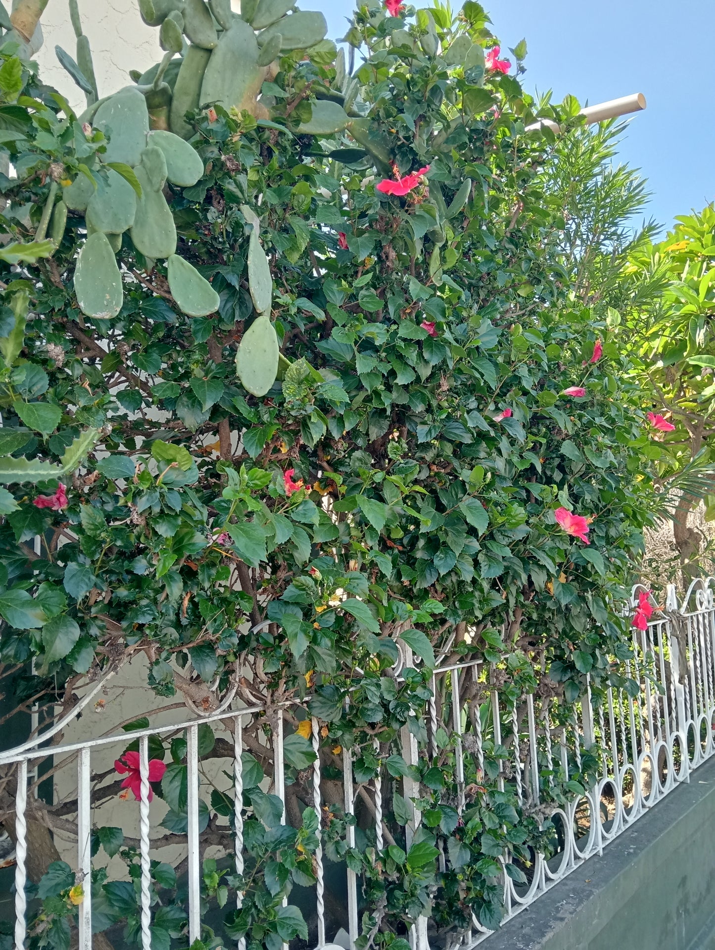 Fumigación de jardines y plantas