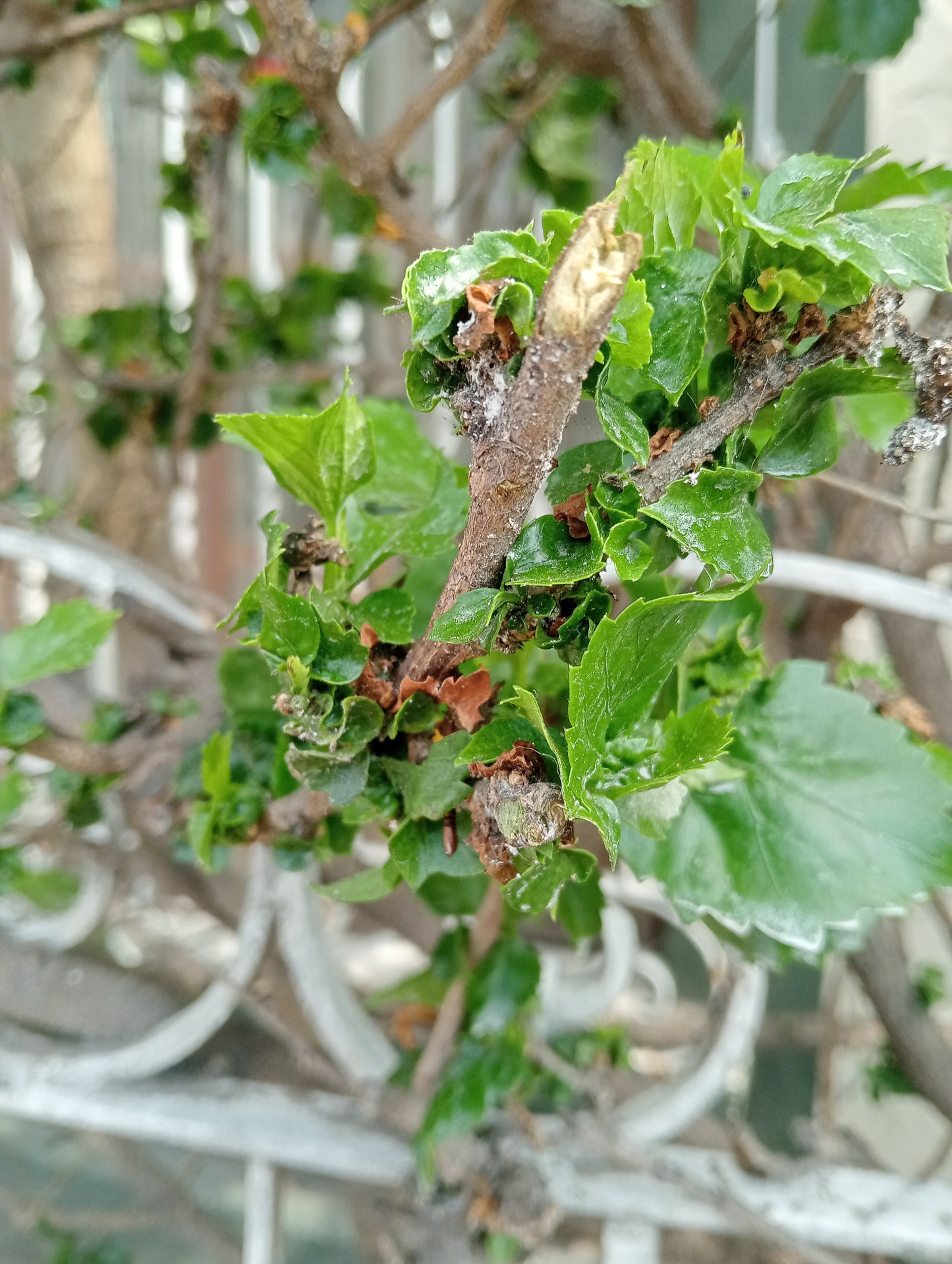 Fumigación de jardines y plantas