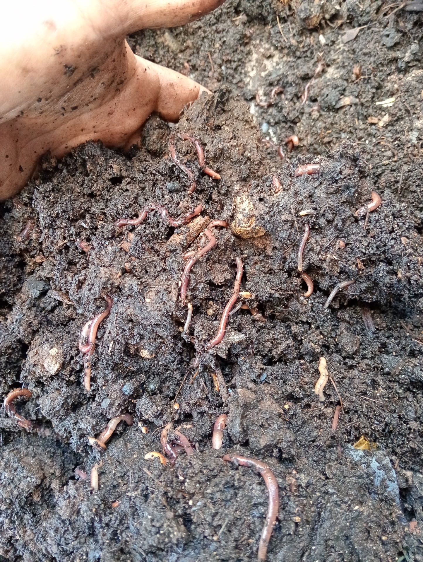 Humus de lombriz y Núcleo de lombriz 🪱