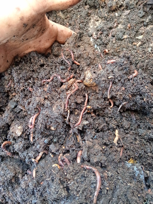 Humus de lombriz y Núcleo de lombriz 🪱