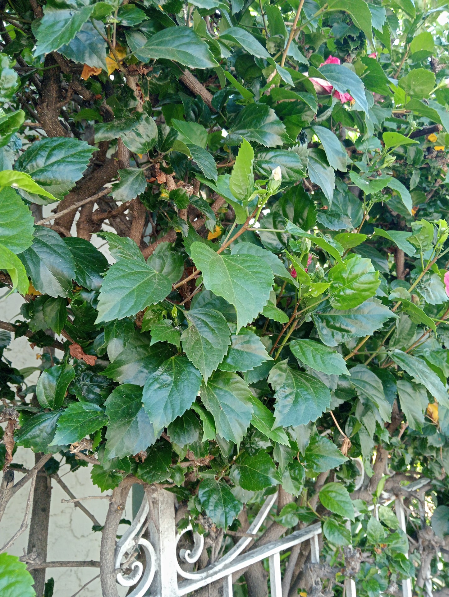 Fumigación de jardines y plantas